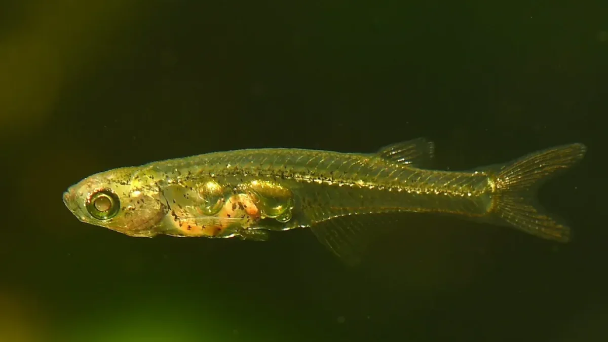 12-mm-fish-produces-14